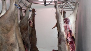 Curso online sobre control sanitario e inspección veterinaria de carnes de caza