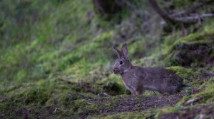 Fitosanitarios y enfermedades víricas en conejo y liebre