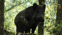 Curso online sobre biología, gestión y caza del jabalí