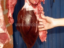 Vísceras de riesgo