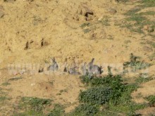 Conejo de monte