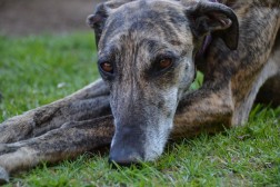 Galgo español. Crédito Pixabay