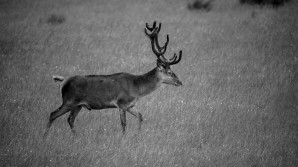 De qué depende la composición de la cuerna del ciervo ibérico? - Ciencia y  Caza