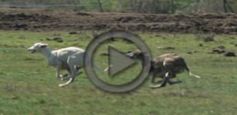 Galgos vs Liebre