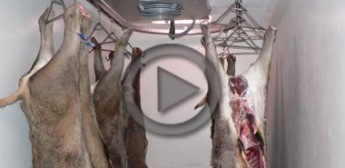 La carne de caza