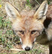 Vulpes vulpes
