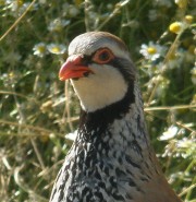 Alectoris rufa