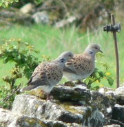 Columba spp., Streptopelia spp.