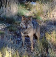 Canis lupus
