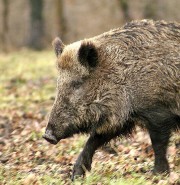 Sus scrofa