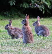 Oryctolagus cuniculus