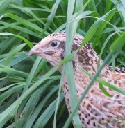 Coturnix coturnix