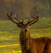 Cervus elaphus