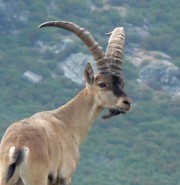 Capra pyrenaica