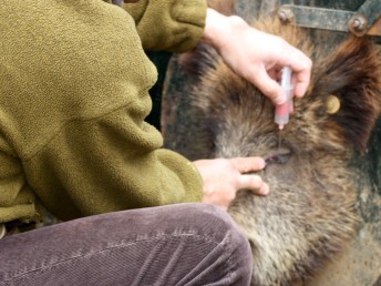 Curso online sobre gestión sanitaria y control veterinario de caza mayor