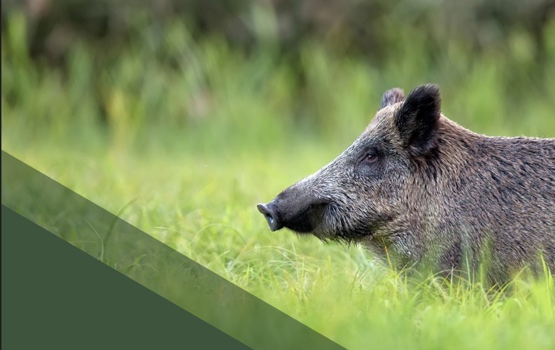 Crédito de la imagen: Portada informe inicial PPA España. MAPA