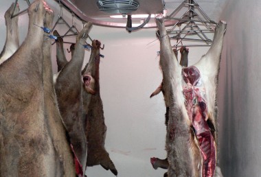 Curso online sobre control sanitario e inspección veterinaria de carnes de caza