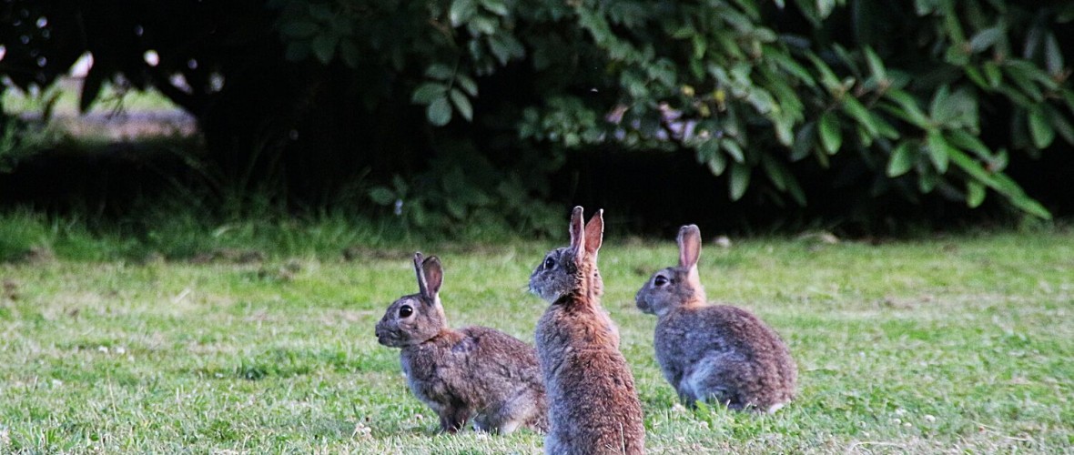Conejo de monte - Especies cinegéticas | Ciencia y Caza: Tu web de caza,  investigación y formación cinegética
