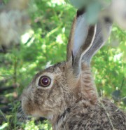 Lepus granatensis  Lepus granatensis